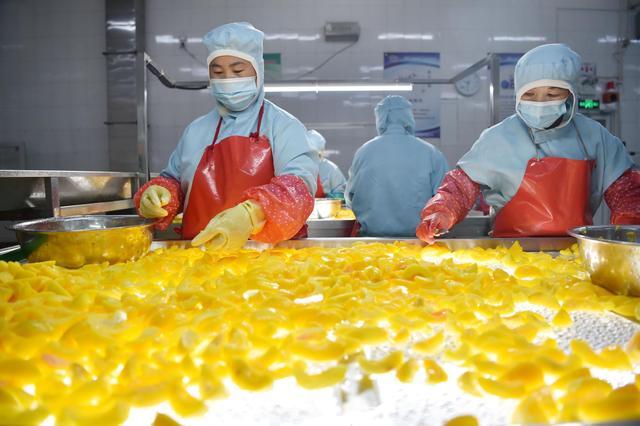 河北晋州:推动果品产业提档升级
